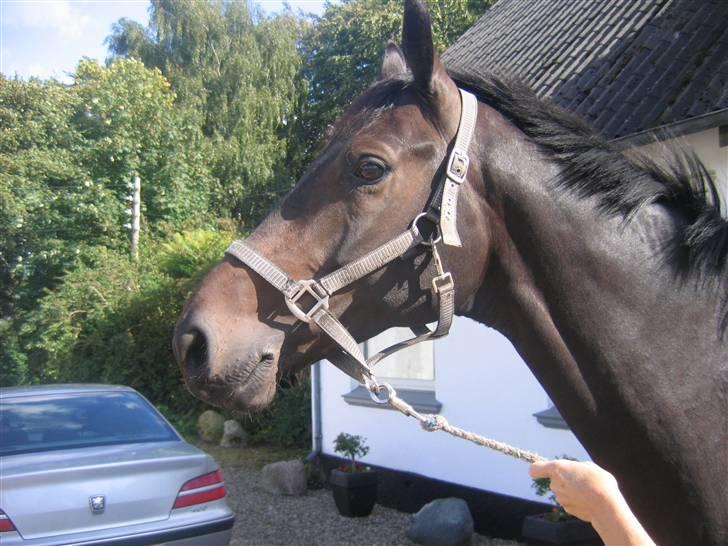 Dansk Varmblod Renoir billede 11