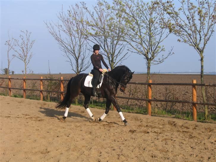 Dansk Varmblod Renoir billede 12