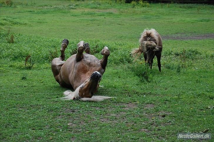 Haflinger Lukas - På folden med fire ben i vejret :p *Foto: Katrine* billede 15