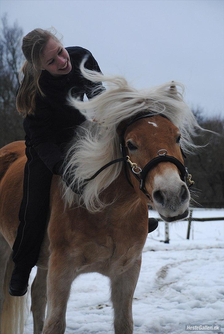 Haflinger Lukas - Ryste på komando! *Foto: Katrine* billede 16