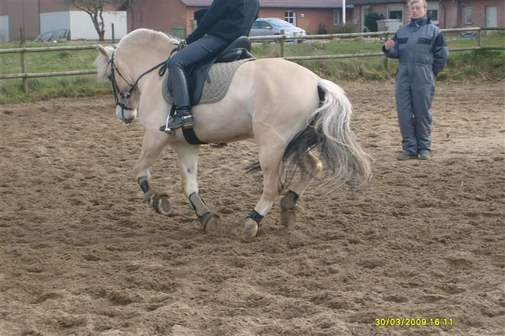 Fjordhest Stald Kiels Idyl - lidt galop på små volter <3  billede 12