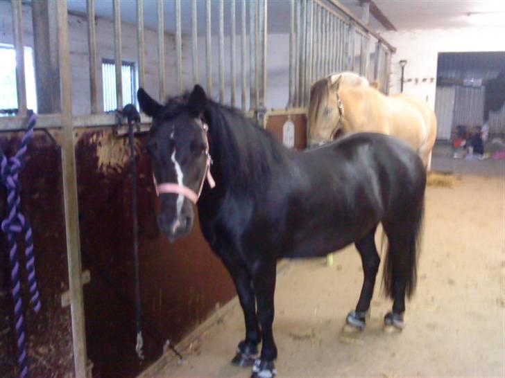 Anden særlig race FREJA billede 9