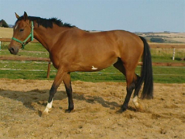 Polsk Varmblod Parta - Lidt afslappende skridt billede 2