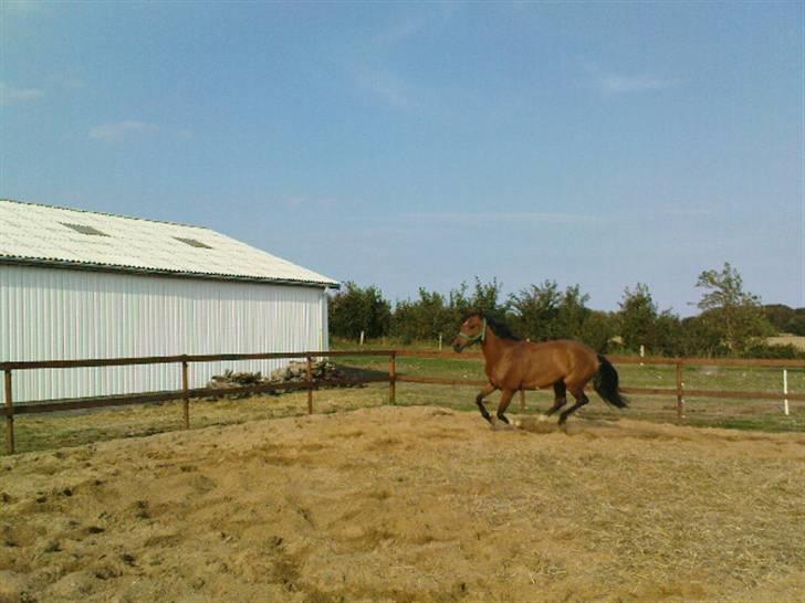 Polsk Varmblod Parta - Galop billede 3