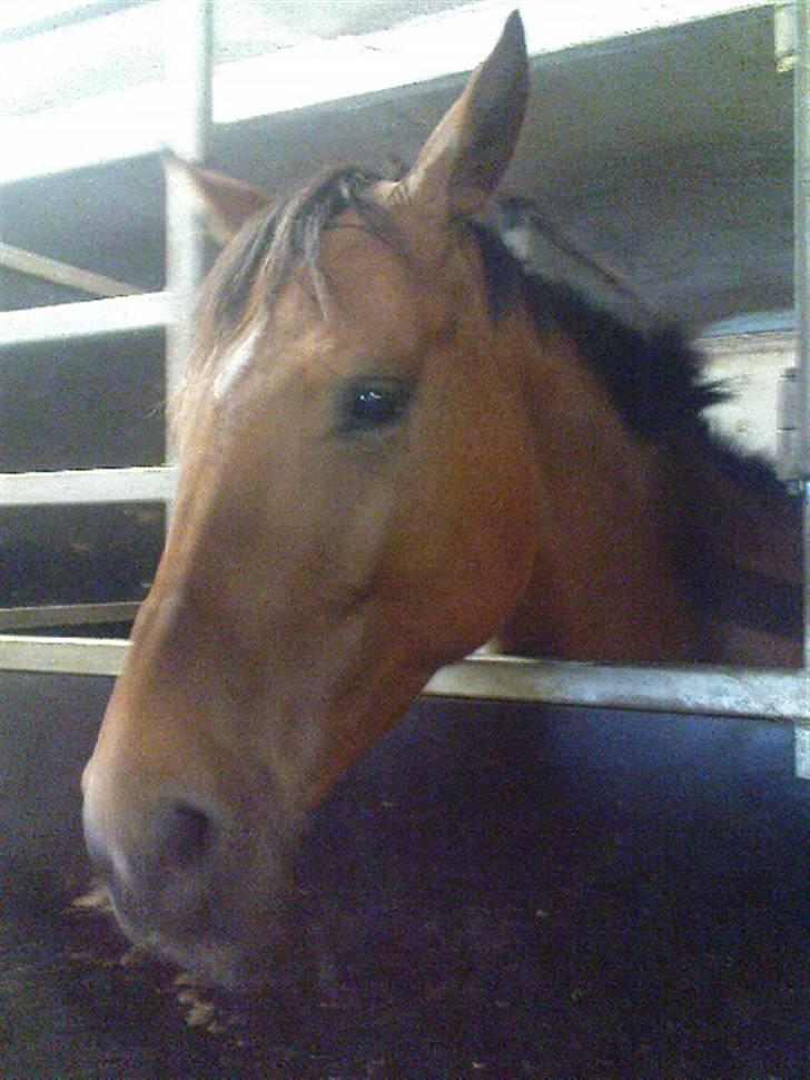 Polsk Varmblod Parta - Mit første møde med Parta billede 4