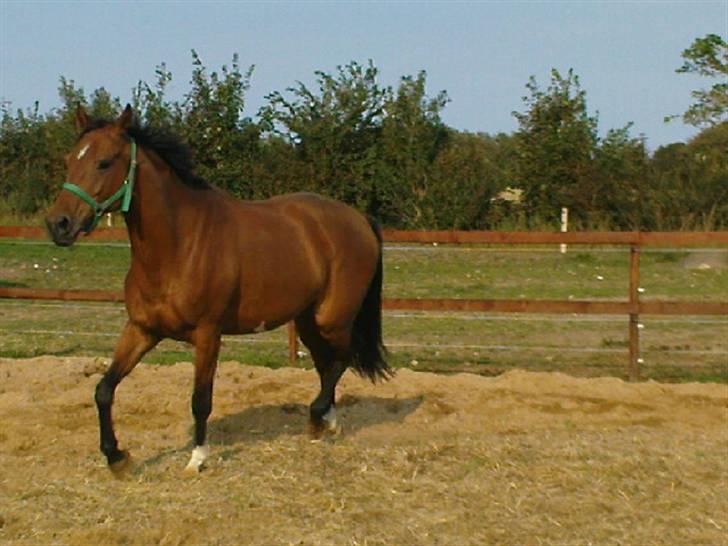 Polsk Varmblod Parta - Lidt skridt/trav :D billede 5