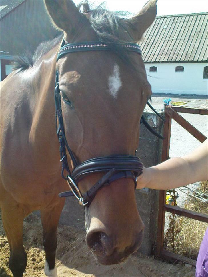 Polsk Varmblod Parta - Med hendes nye hovedtøj :) billede 6