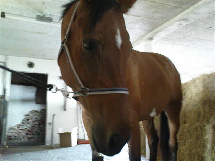 Polsk Varmblod Parta - Closeup :D billede 7