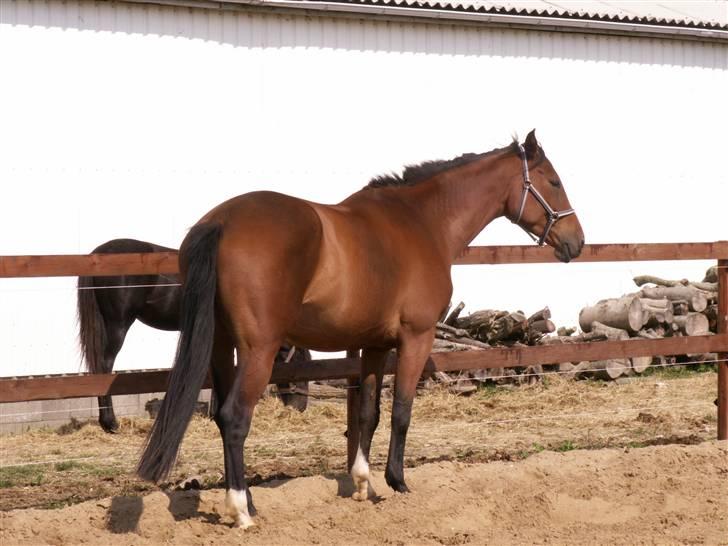 Polsk Varmblod Parta - Hun står og nyder selskabet :D billede 8