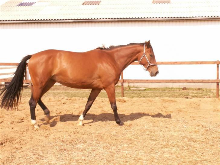 Polsk Varmblod Parta - Skridt  billede 9