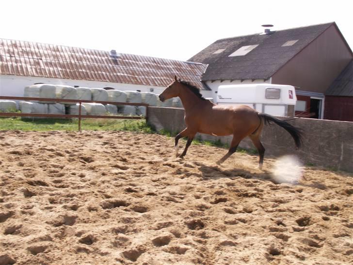 Polsk Varmblod Parta - Galop igen :) billede 11