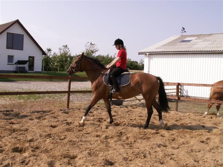 Polsk Varmblod Parta - Så er det tid til ridning :) billede 12