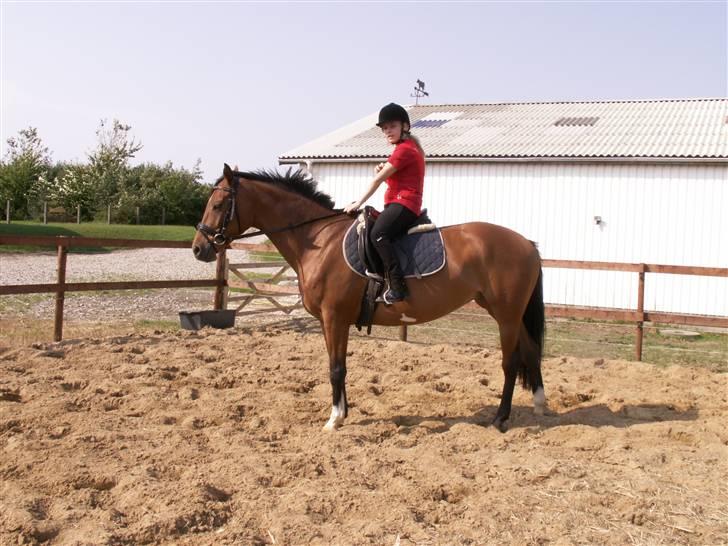 Polsk Varmblod Parta - Her står vi jo godt :) billede 13