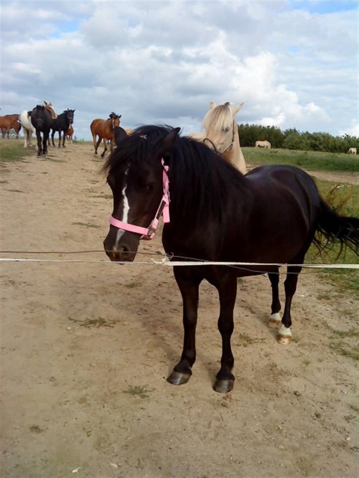 Anden særlig race FREJA billede 12