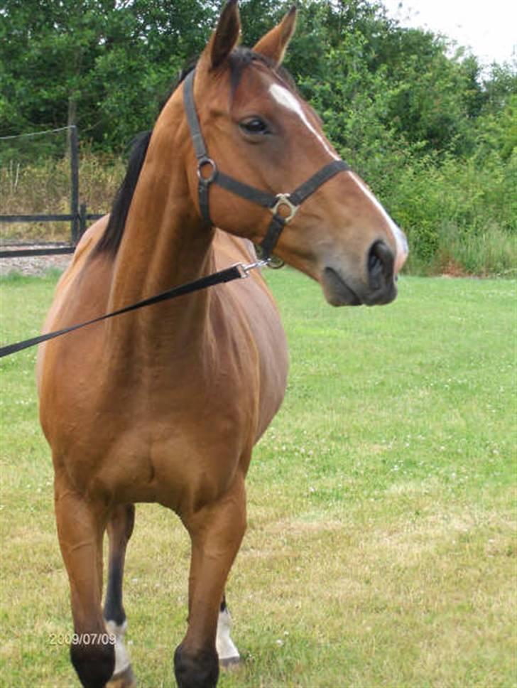 Fuldblod (XX) Sir Pride R.I.P. billede 1