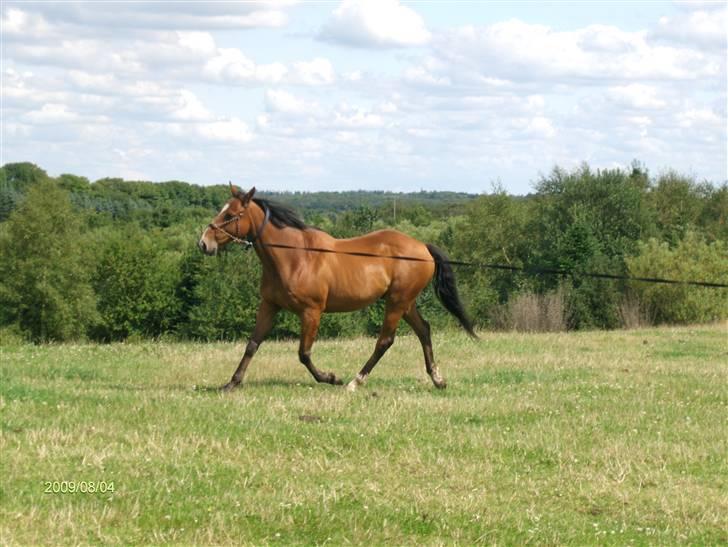 Fuldblod (XX) Sir Pride R.I.P. billede 2