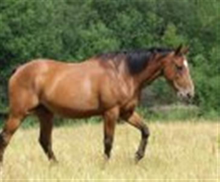 Fuldblod (XX) Sir Pride R.I.P. billede 3