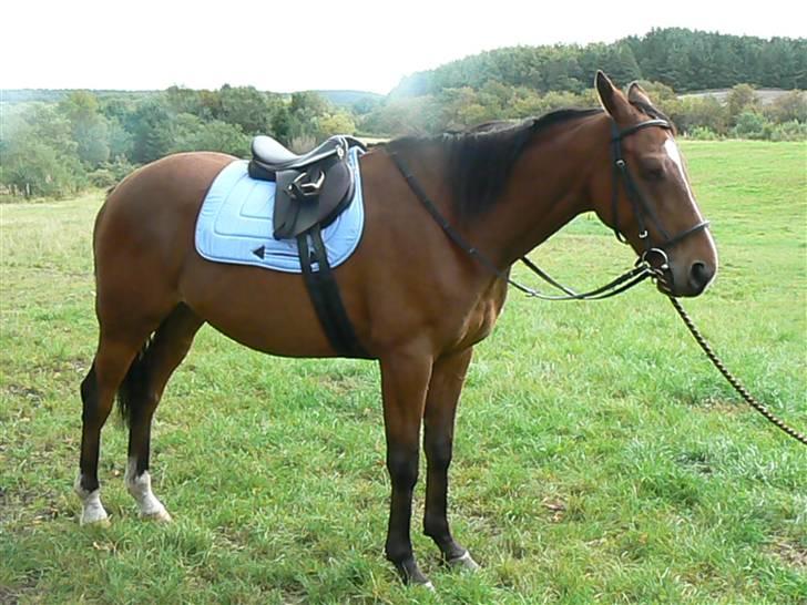 Fuldblod (XX) Sir Pride R.I.P. billede 4