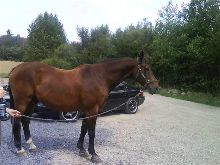 Anden særlig race Clay - Clay billede 20