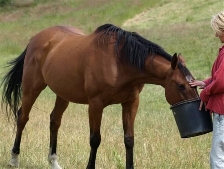 Fuldblod (XX) Sir Pride R.I.P. billede 5