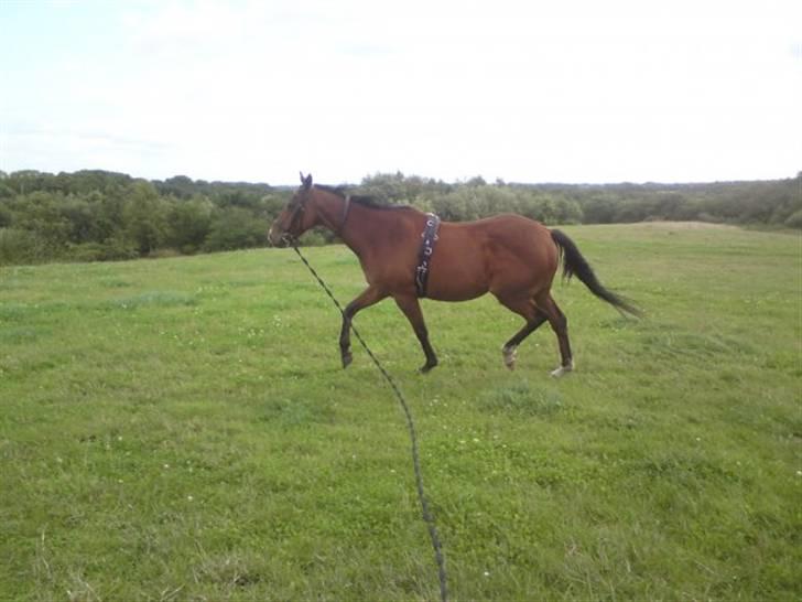 Fuldblod (XX) Sir Pride R.I.P. billede 6