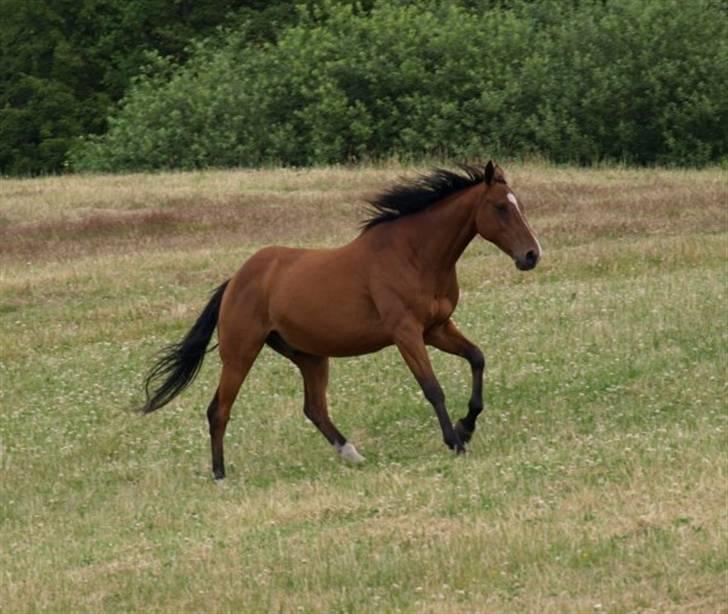 Fuldblod (XX) Sir Pride R.I.P. billede 7