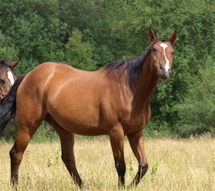 Fuldblod (XX) Sir Pride R.I.P. billede 8