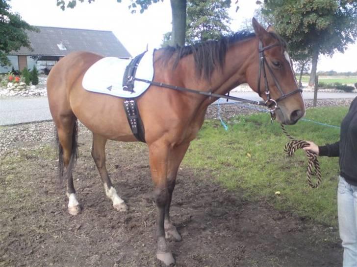 Fuldblod (XX) Sir Pride R.I.P. billede 9