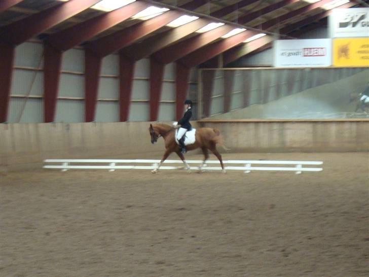 Anden særlig race Mon cherie R.I.P! billede 3