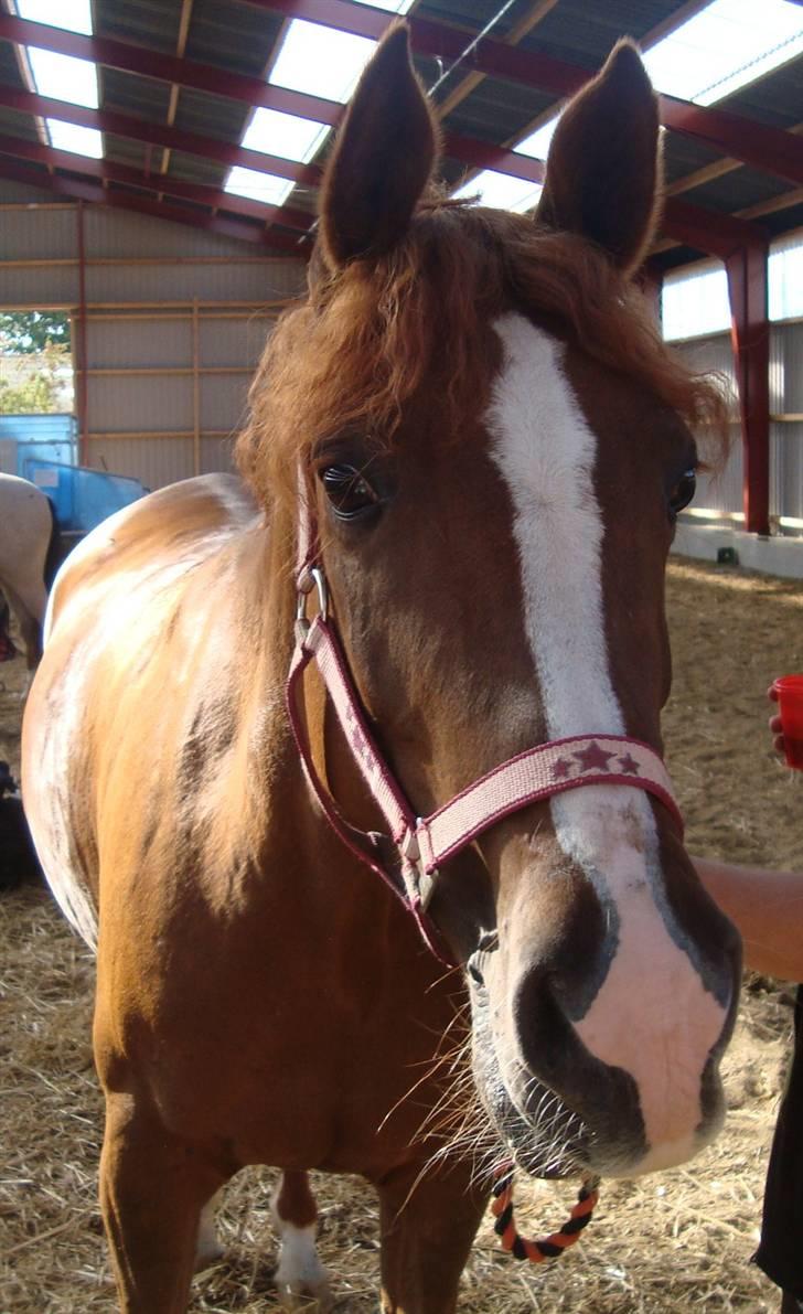 Anden særlig race Mon cherie R.I.P! billede 4