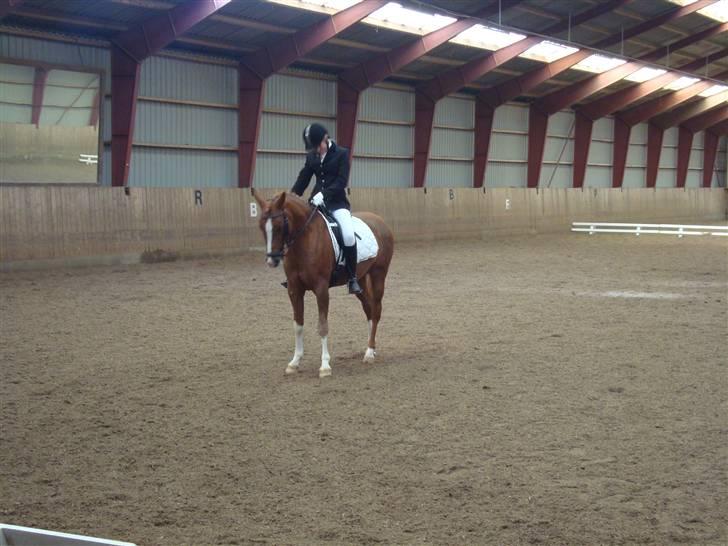Anden særlig race Mon cherie R.I.P! billede 7