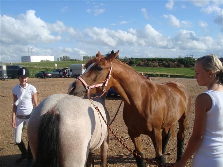 Anden særlig race Mon cherie R.I.P! billede 8