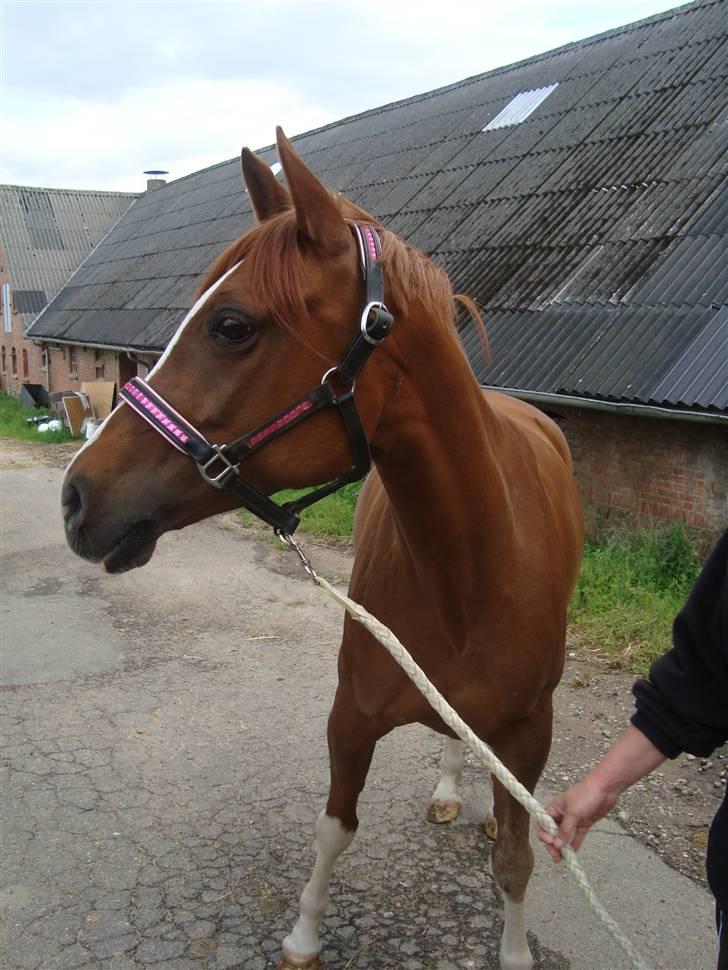 Anden særlig race Mon cherie R.I.P! - hyggedag 09 billede 9