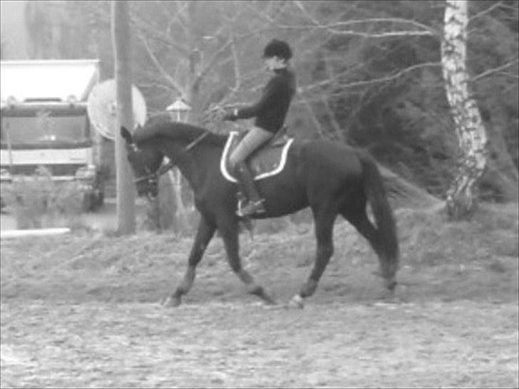 Dansk Varmblod Jantra billede 12