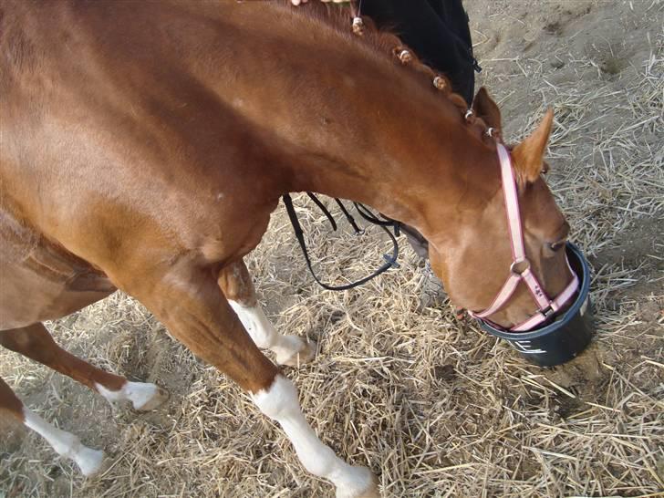 Anden særlig race Mon cherie R.I.P! billede 11