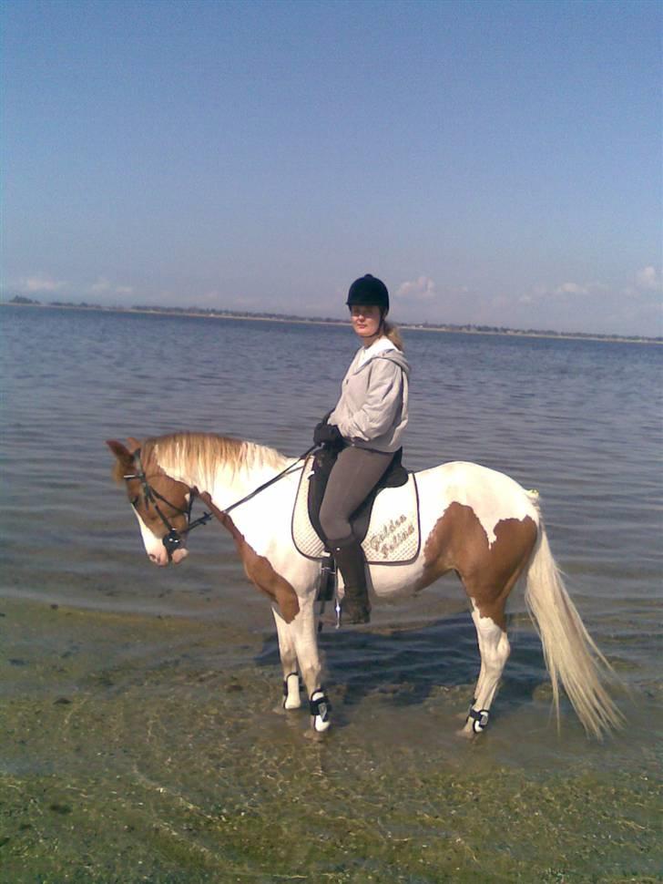 Pinto Araber Golden Fillina - Elsker en tur til vandet.. billede 2
