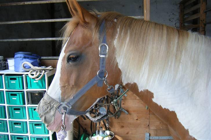 Pinto Araber Golden Fillina billede 6