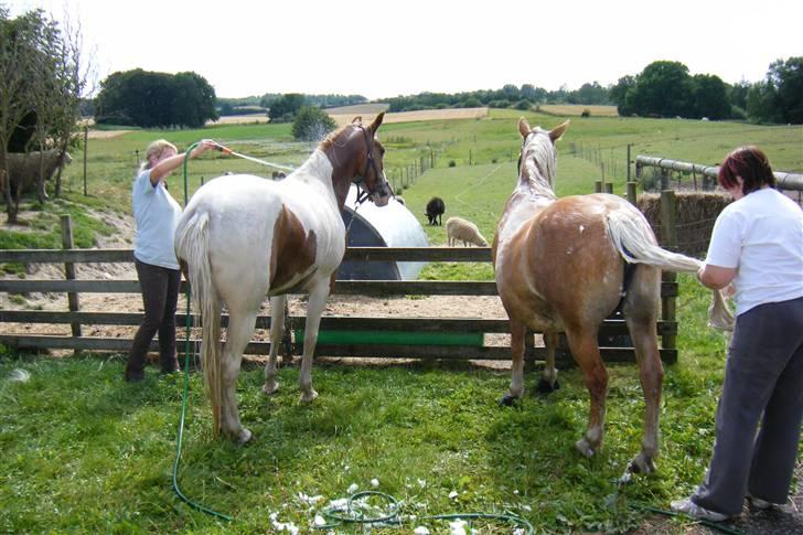 Pinto Araber Golden Fillina - Store vaske dag.. billede 7