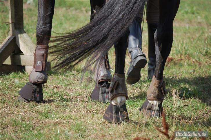 Anden særlig race Amazing Star - maisie <3´ billede 18