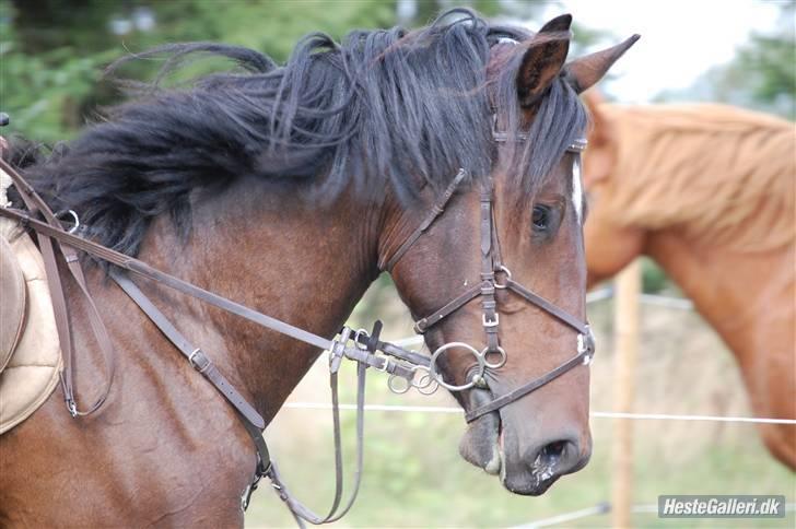 Anden særlig race Amazing Star - min mussegøj <3´ billede 19