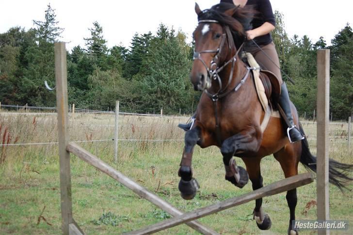 Anden særlig race Amazing Star - flyvende superstar <3´ :p billede 20