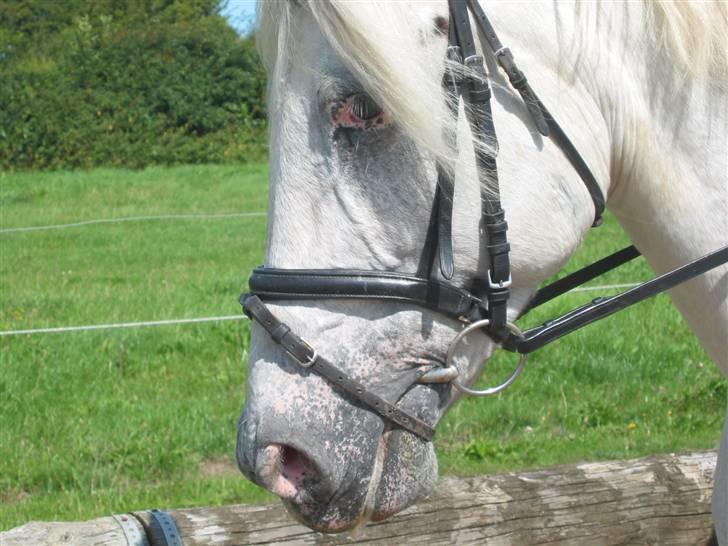 Knabstrupper Zenya Chanel SOLGT - ELSKER DIG MUSEN billede 7