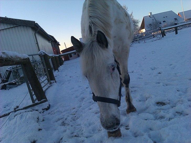 Knabstrupper Zenya Chanel SOLGT - Øjh hun er bedskidt! billede 8