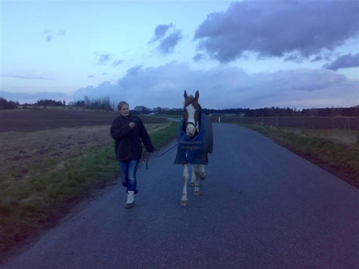 Pinto Araber Golden Fillina - En dejlig aftentur...  billede 8