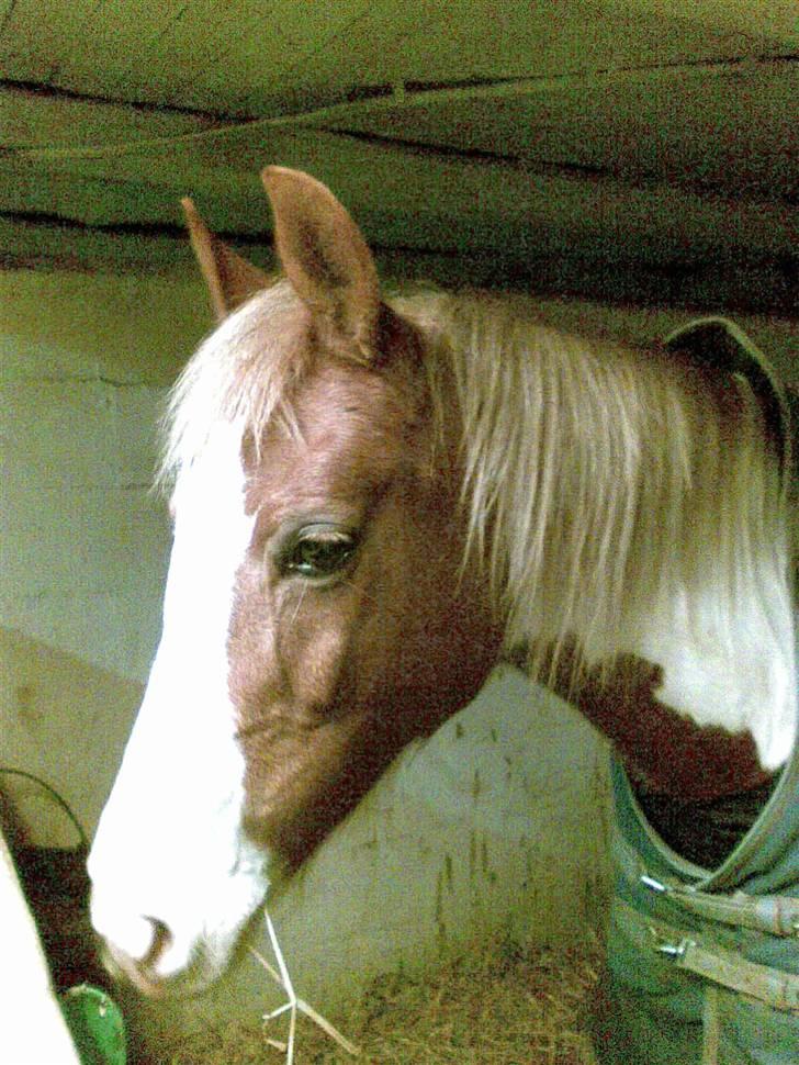 Pinto Araber Golden Fillina billede 9