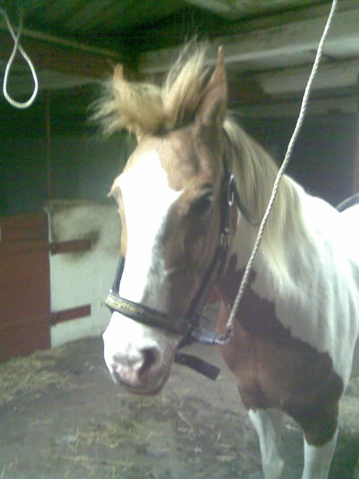 Pinto Araber Golden Fillina billede 11