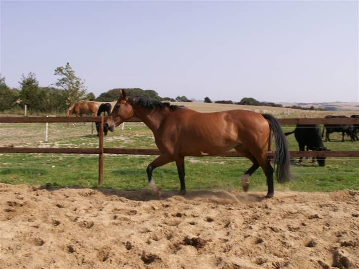 Polsk Varmblod Parta - Hendes dejlige trav igen :) billede 14