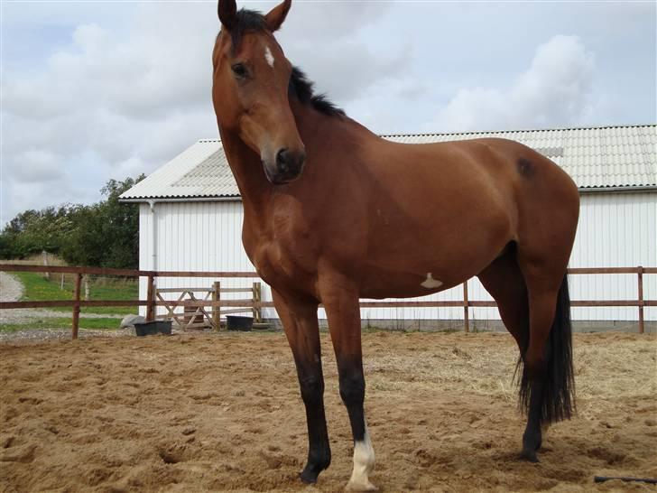 Polsk Varmblod Parta - Lidt ridning igen :) billede 15