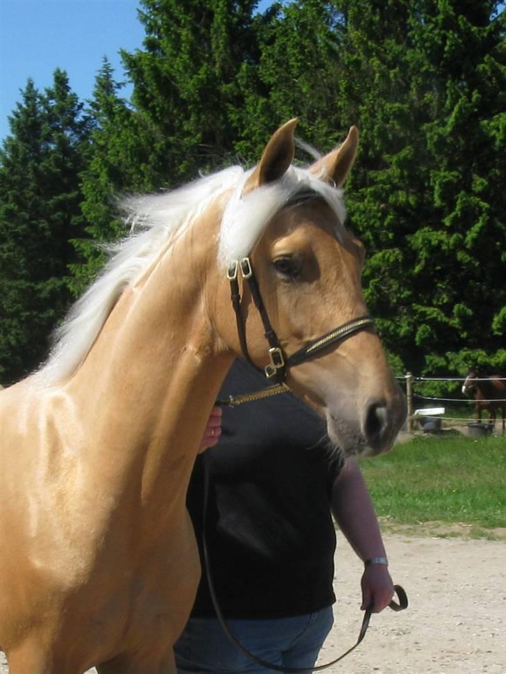 Palomino Kvolsbæk's Diamond Dream  billede 5