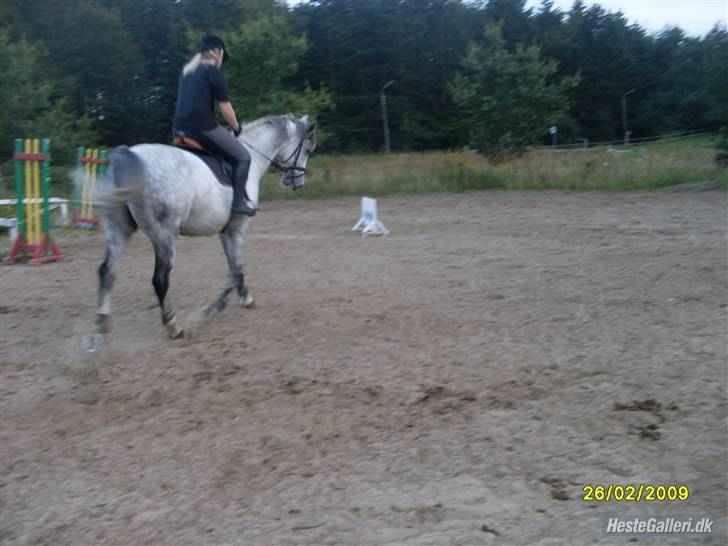 Anden særlig race Sandro.<3 - springtræning.<3 foto: nicholine.<3 billede 9